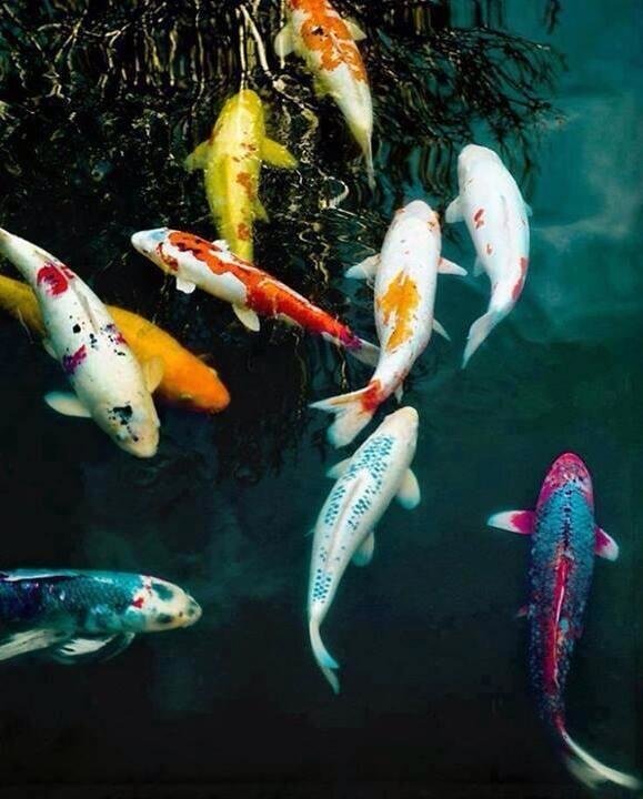 Colorful and Beautiful Koi fish they are symbols of love and friendship in Japan