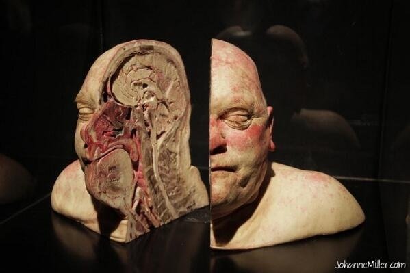 صورة ل رأس انسان قسم الى قسمين #معلومات