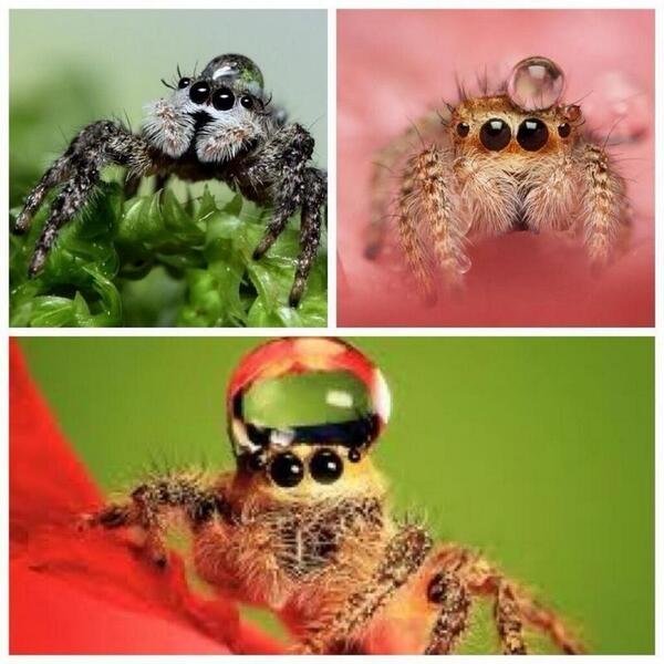 anyone feeling a bit sad, just remember that jumping spiders sometimes wear water droplets as hats