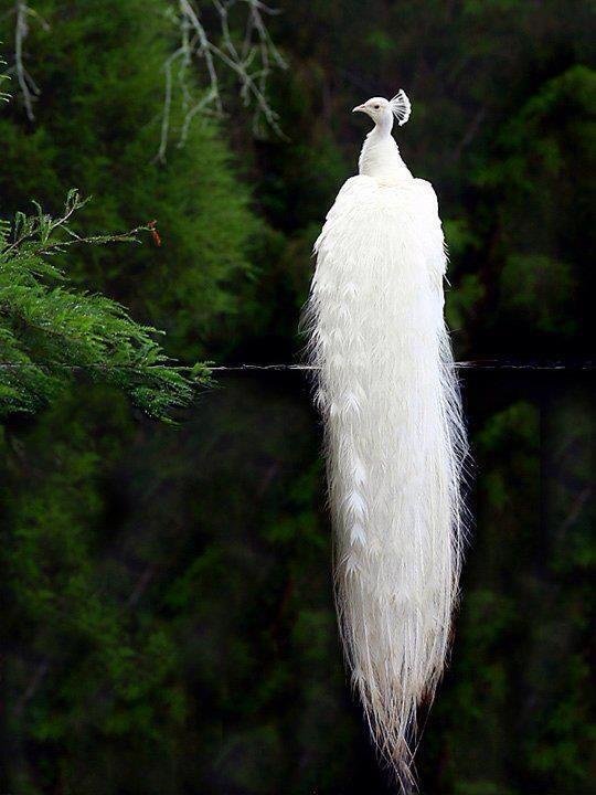 White Peacock, Kerala Forest, India