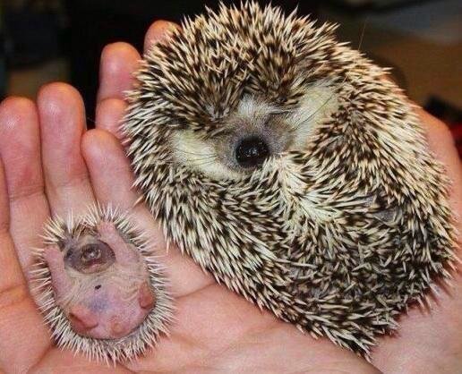 All the baby hedgehogs put ya hands UP
