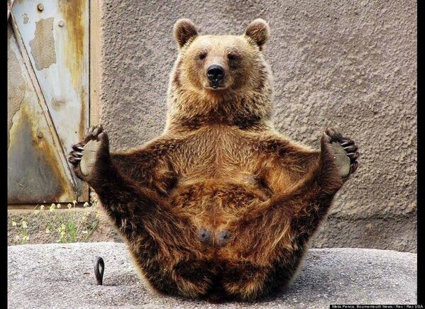 Brown bear is doing yoga
