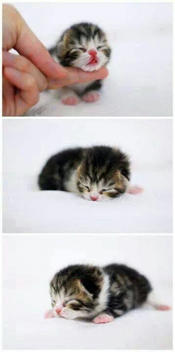 Lovely cat 
