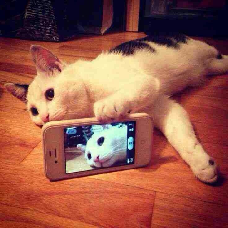 Cat #Selfie