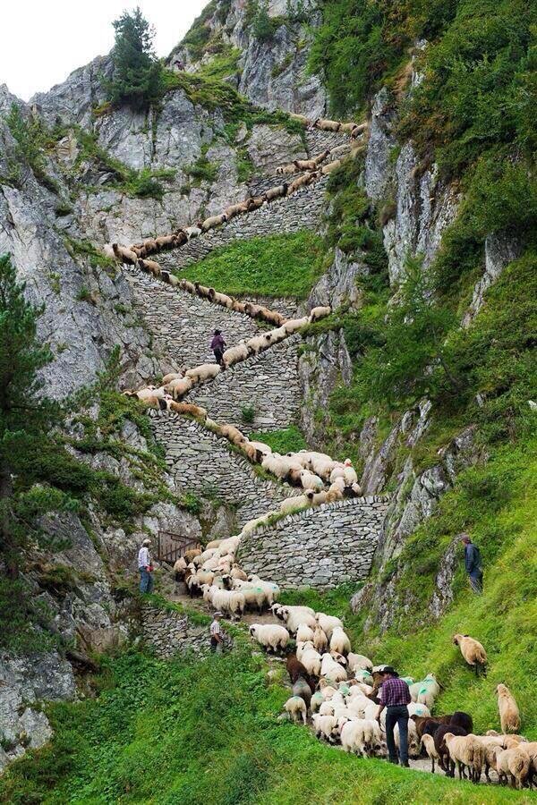  ‏#صورة لرعاة ينقلون ماشيتهم من وادي إلى آخر عبر ممر جبلي مخصص في مقاطعة Valais السويسرية.