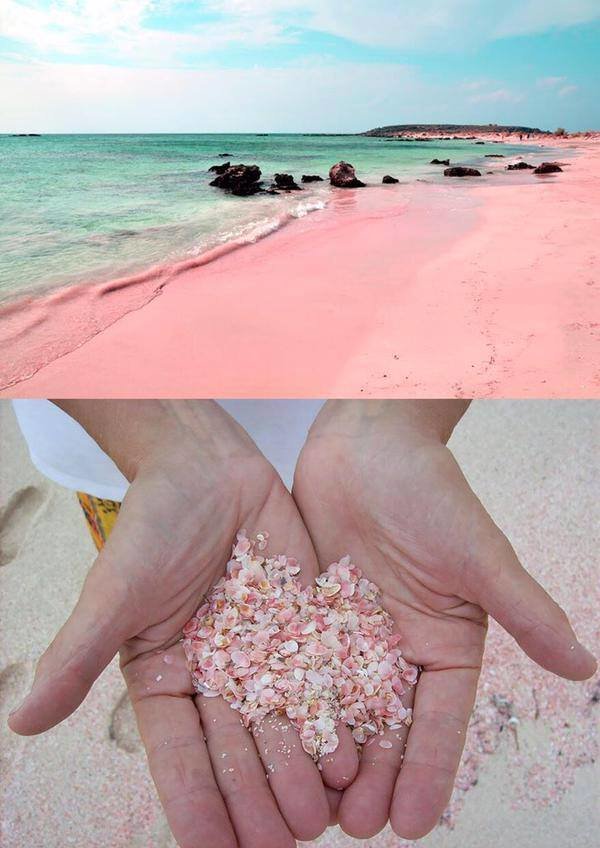 شاطئ الرمال الوردية المذهل Pink Sands Beach في جزر #البهاما بهاواي سبب هذا اللون الرائع هو وجود بعض الصدفيات الدقيقة