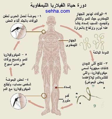 دورة حياة الفيلاريا الليمفاوية - داء الفيل