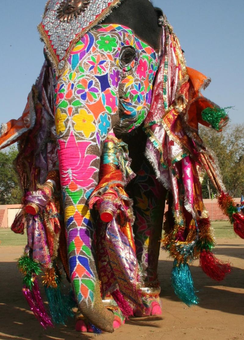 Colored elephant in the #Holi
