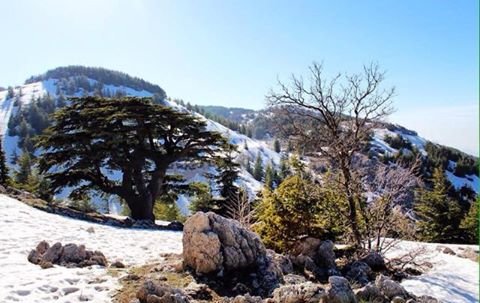 أرز الباروك #لبنان