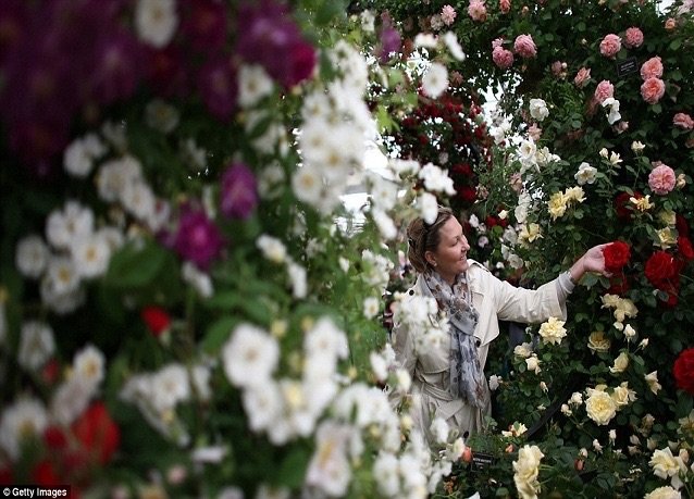 مصممة الحدائق الإماراتية كاميليا بنت زعل تفوز بالميدالية الفضية المذهبة، عن تصميم حديقة -جمال الإسلام- صورة ٦