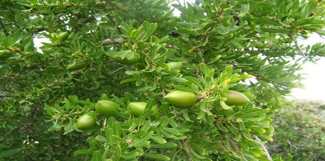 شجرة الأركان ثروة مغربية مهددة بالانقراض #غرد_بصوره