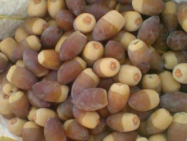 تمر عراقي - رطب - ١