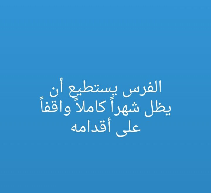 #هل_تعلم كم يستطيع الفرس ان يظل واقفا على اقدامه