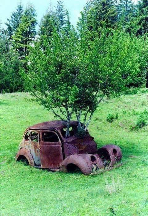 نباتات تنمو فى اماكن غريبة و غير متوقعة #غرد_بصورة -1