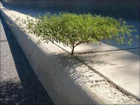 نباتات تنمو فى اماكن غريبة و غير متوقعة #غرد_بصورة -6