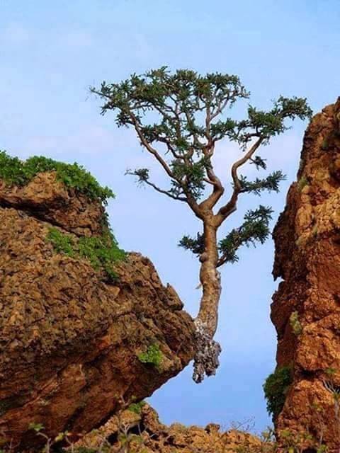 نباتات تنمو فى اماكن غريبة و غير متوقعة #غرد_بصورة -2