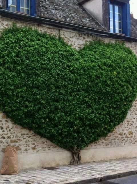 نباتات تنمو فى اماكن غريبة و غير متوقعة #غرد_بصورة -3