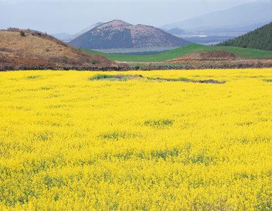 صورة من جزيرة جيجو #كوريا_الجنوبية -3