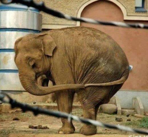 يقوم الفيل بمسك خرطومه بذيله عندما يشعر بالوحدة