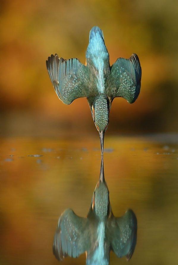 المصور Alan McFadyen انتظر 6 سنوات التقط فيها 720 ألف صورة لطائر ملك صيد السمك كل ذلك لتصوير هذه اللحظة المذهلة