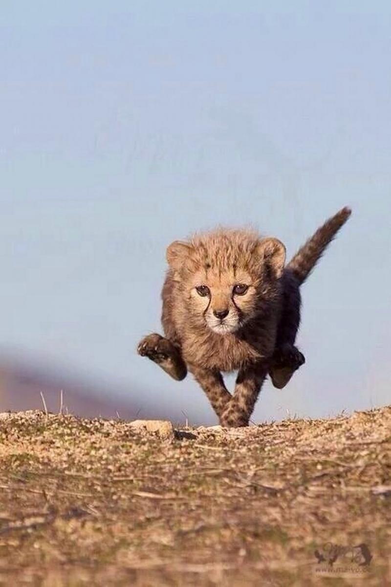 طفل الفهد cheetah أثناء الركض