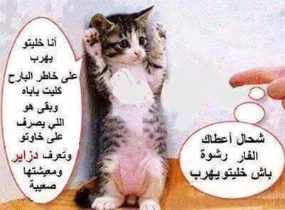 #نكت حيوانات - قطط