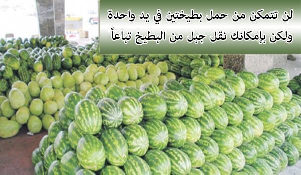 حمل البطيخ