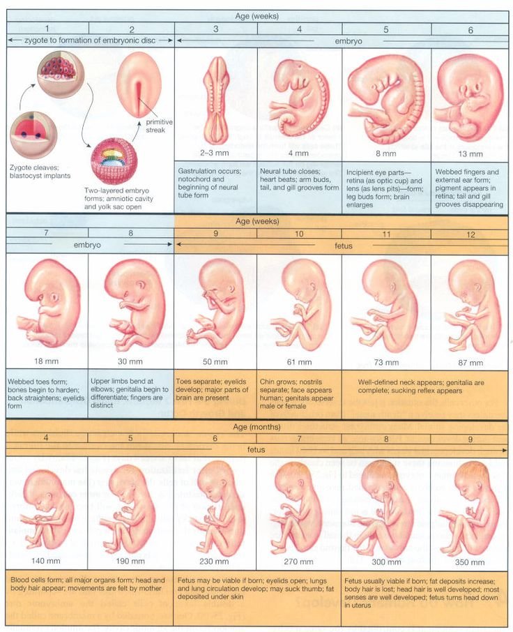 Baby Development in the womb #Infographic