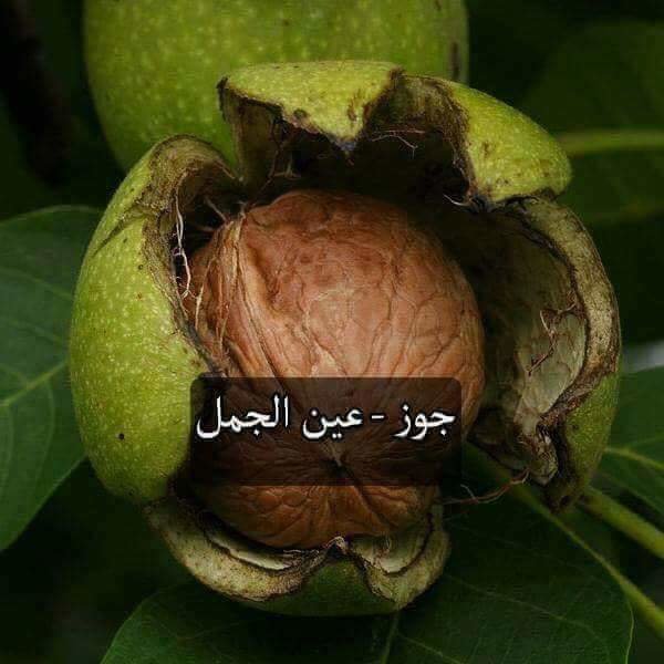 ثمرة نبات الجوز - عين الجمل #طبيعة
