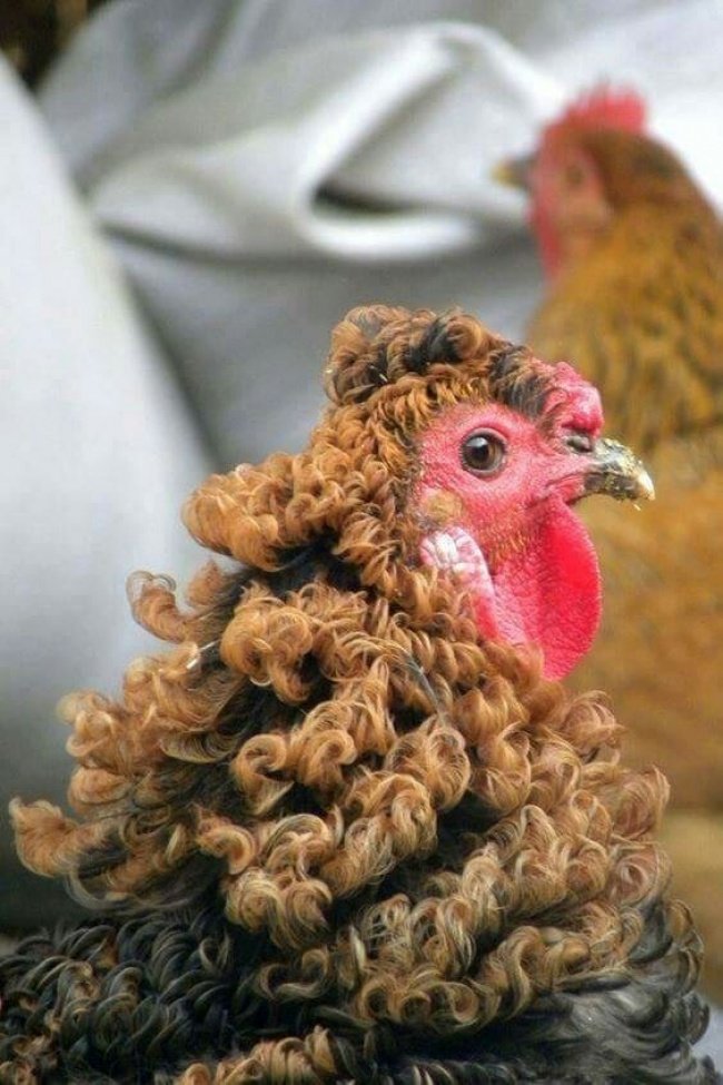 25 شيء ربما تشاهدها لأول مرة - الدجاج الصيني مموج الريش Chinese curly chicken