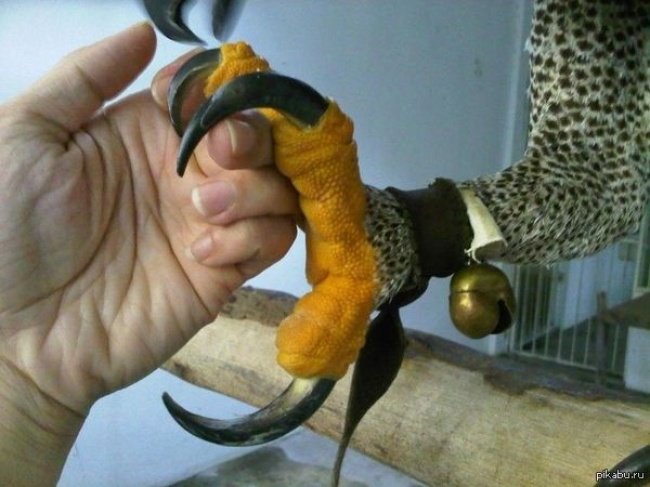 25 شيء ربما تشاهدها لأول مرة - قدم النسر المتوج The crowned eagle foot
