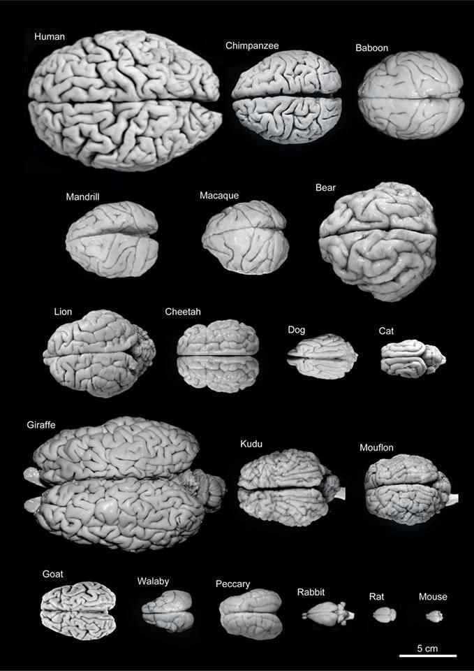 Brain size of different animals #Infographic