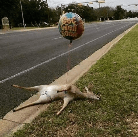26 صورة تشاهدها في #استراليا فقط بسبب طبيعتها #غرائب - صورة 22