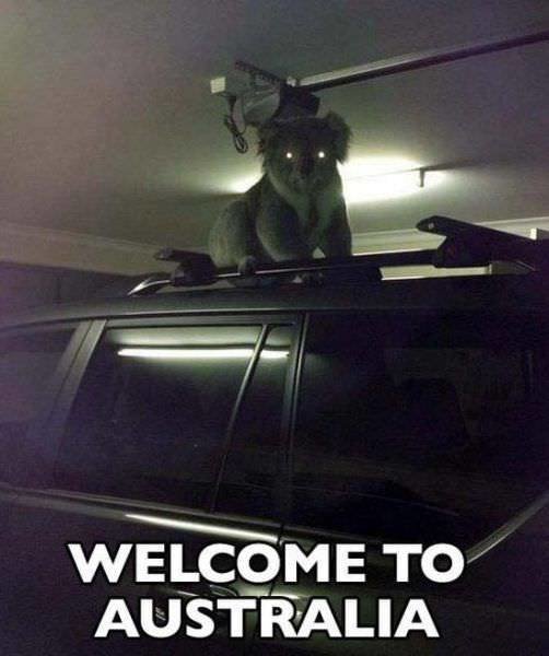 26 صورة تشاهدها في #استراليا فقط بسبب طبيعتها #غرائب - صورة 21