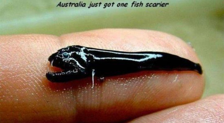 26 صورة تشاهدها في #استراليا فقط بسبب طبيعتها #غرائب - صورة 10