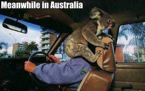 26 صورة تشاهدها في #استراليا فقط بسبب طبيعتها #غرائب - صورة 13