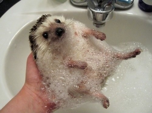 15 صورة لا بد أن تشاهدها ل #حيوانات #Animals - صورة 13