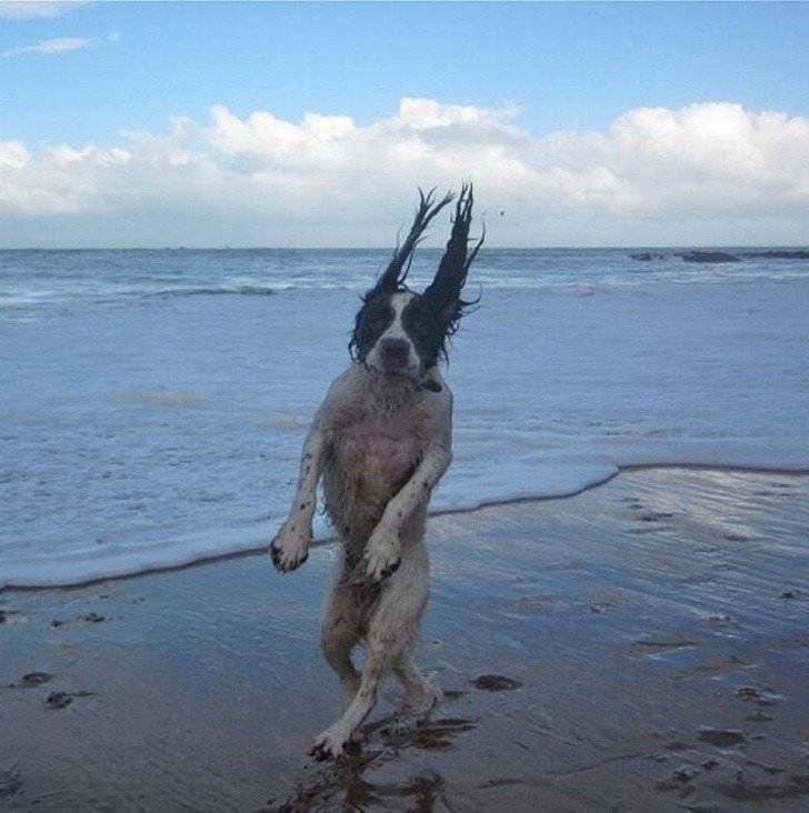 21 صورة ل #حيوانات في #الوقت_المناسب #مضحك #نهفات - صورة 16