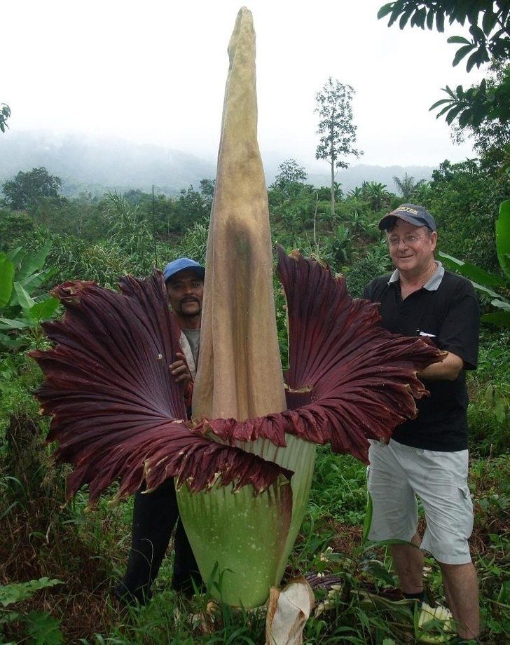 30 صورة تظهر غرائب العالم - تزهر زهرة Amorphopallus Titanium لمدة 4 أيام كل أربعين عاما وتكون بهذا الحجم