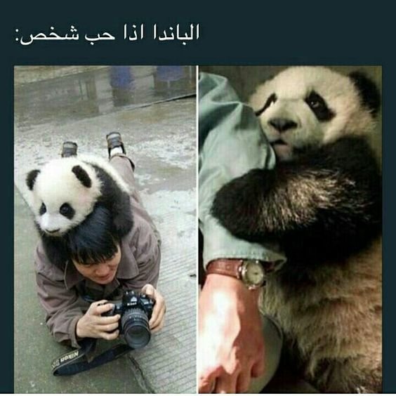 حيوان الباندا عندما يحب أحد #حيوانات #مضحك #نهفات