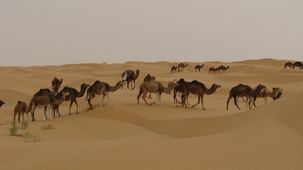 Photos from #Tunisia #Travel - image 62