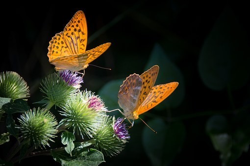 صور #فراشات #فراشة #butterfly #حيوانات #طبيعة - 76