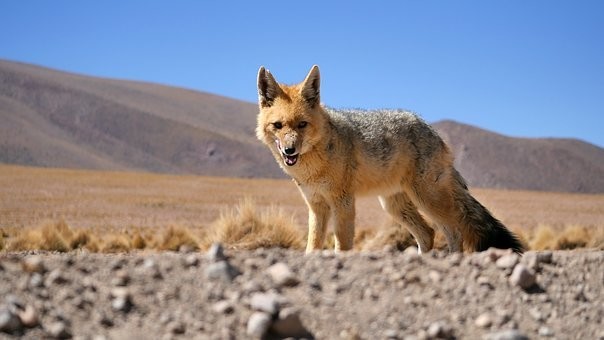 Photos from #Bolivia #Travel - Image 75