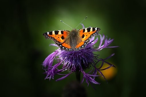 صور #فراشات #فراشة #butterfly #حيوانات #طبيعة - 103