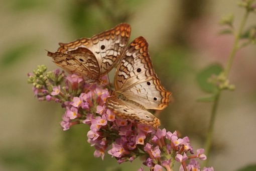 صور #فراشات #فراشة #butterfly #حيوانات #طبيعة - 15