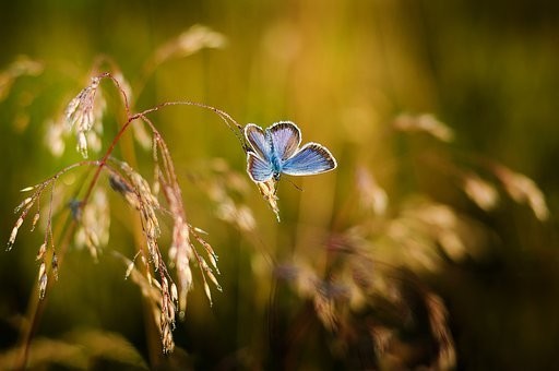 صور #فراشات #فراشة #butterfly #حيوانات #طبيعة - 74