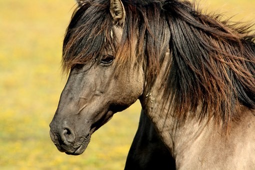 صور منوعة ل #خيول #أحصنة #حصان #خيل #Horses #حيوانات #طبيعة - 119