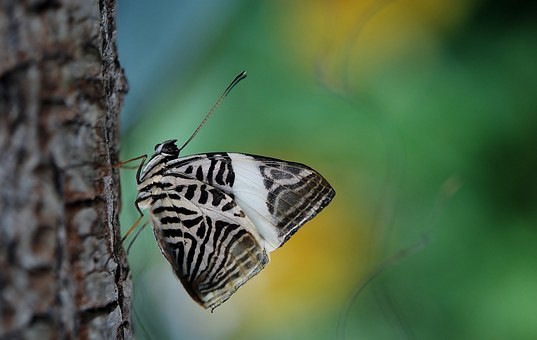 صور #فراشات #فراشة #butterfly #حيوانات #طبيعة - 33