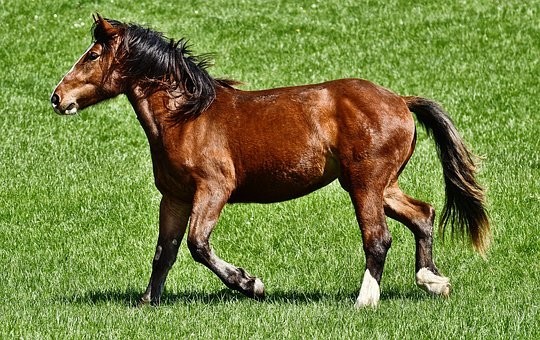 صور منوعة ل #خيول #أحصنة #حصان #خيل #Horses #حيوانات #طبيعة - 123
