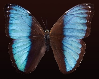 صور #فراشات #فراشة #butterfly #حيوانات #طبيعة - 32